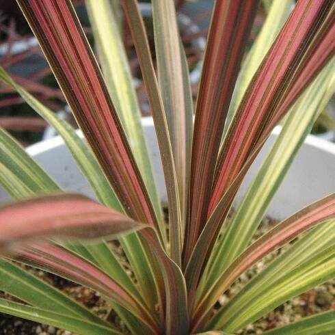 Cordyline Plants | High Quality Plant Breeding | Whetman Plants International
