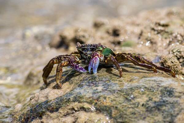 bezplatná Základová fotografie zdarma na téma arthropoda, barevné kraby, carcinus maenas Základová fotografie