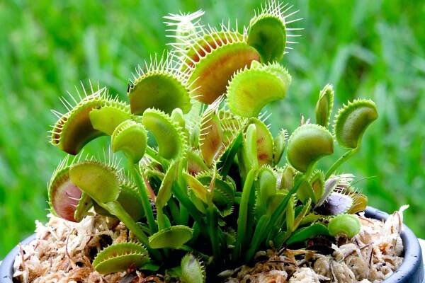 Venusfliegenfalle: Tipps zur Zimmerpflanze - Plantura