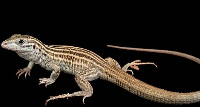 This Lady Komodo Dragon Lizard Can Reproduce Without a Mate | National Geographic