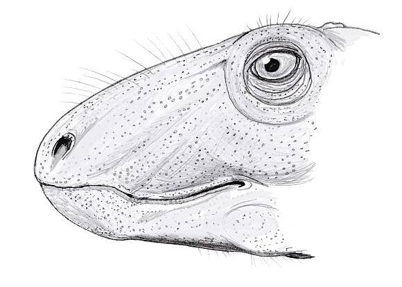 File:Raranimus dashankouensis (2).jpg - Wikimedia Commons