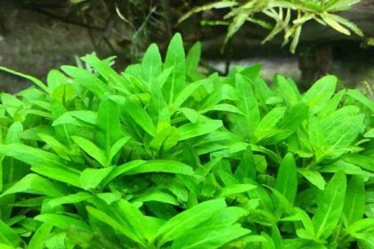 Staurogyne Repens Care Guide – Planting, Growing, and Propagation