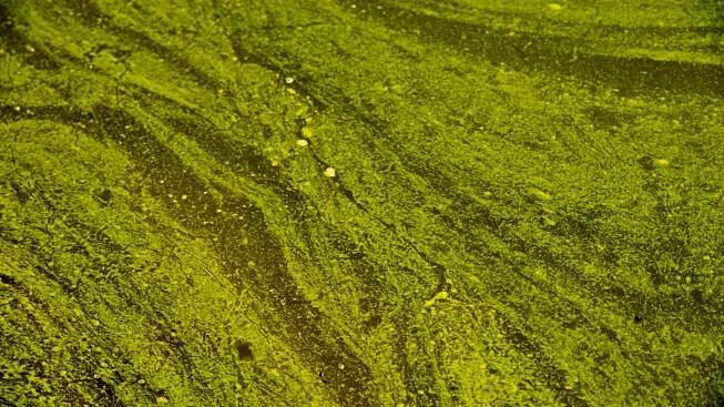 Water_Algae_Blooms_11986-159532.jpg65644159