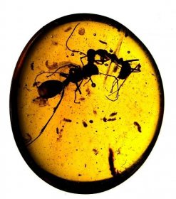 Dva bojující jedinci různých druhů mravenců zalití v barmském jantaru starém zhruba 100 milionů let (foto AMNH/D. Grimaldi and P. Barden).