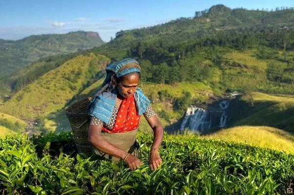 Hill Country, Culture & Wildlife Highlight Holidays to Sri Lanka