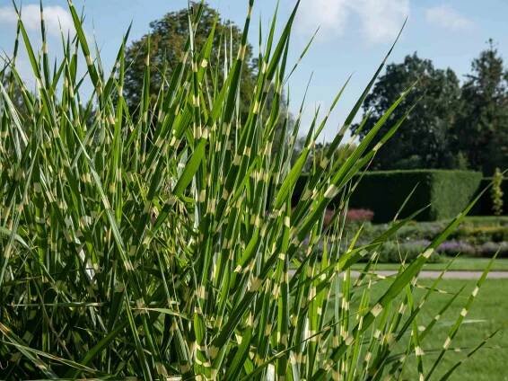 Dikobraz obecný (Miscanthus sinensis) 'Strictus' - okrasná tráva s pestrou listovinou vykazující neobvyklé, vodorovné, měkké žluté kroužky podél listů stock fotka