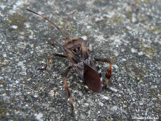 Leptoglossus occidentalis - vroubenka americká | Coreidae - vroubenkovití | Natura Bohemica