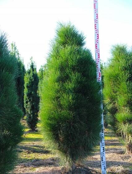 Borovice černá GREEN TOWER Pinus nigra KOLUMNOVÁ BOROVICE unikát SAZENICE