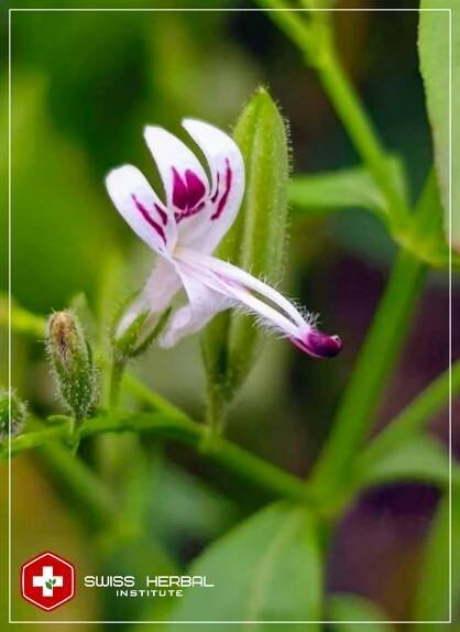 Andrographis extract 20% | Andrographis paniculata - Swiss Herbal Shop