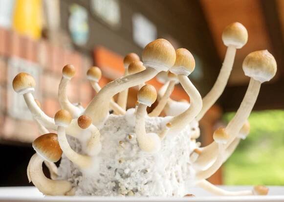 What Is Psilocybin Therapy and How Does It Work?