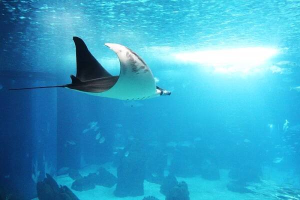 Manta velká v lisabonském oceanáriu