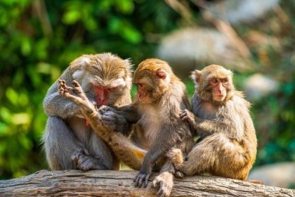 Nová studie odhalila další podobnost mezi lidmi a opicemi.