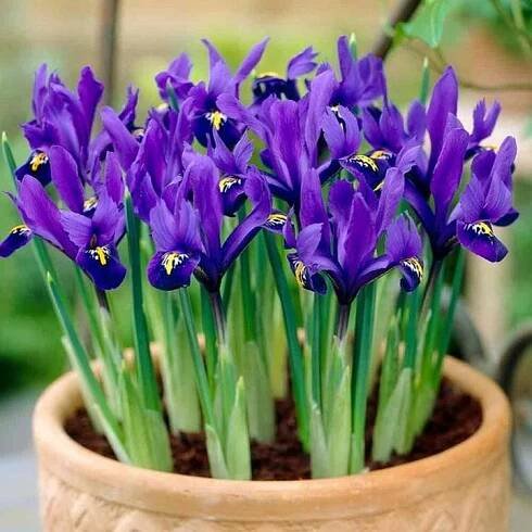 Irisy Irys Kosaciec Holandský Blue Magic 10 ks Cibule Cibulky