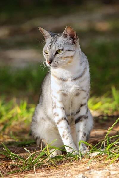 Egyptská mau | Cat’s Best