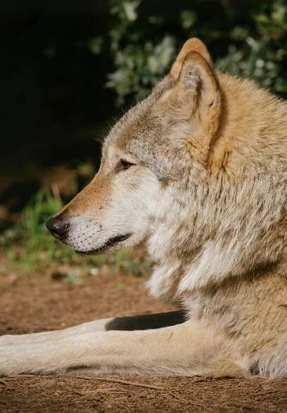 bezplatná Základová fotografie zdarma na téma balení zvířete, biodiverzity, boční profil Základová fotografie
