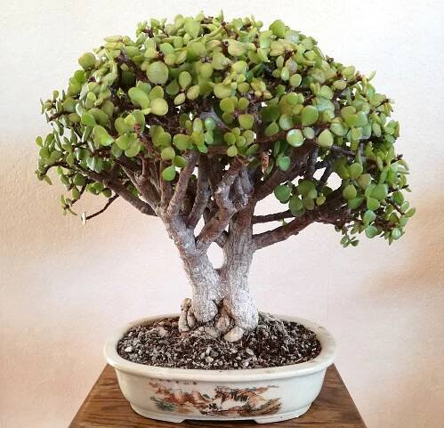 Crassula: Pěstování a péče doma