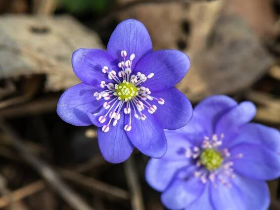 Soubor:Hepatica nobilis 20140302.jpg – Wikipedie