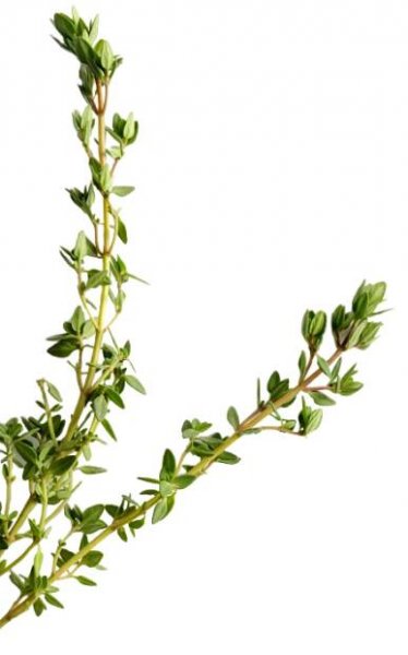 1. A plant with a green stem and vibrant green leaves.