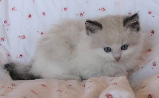 Aspen Ragdolls Gallery