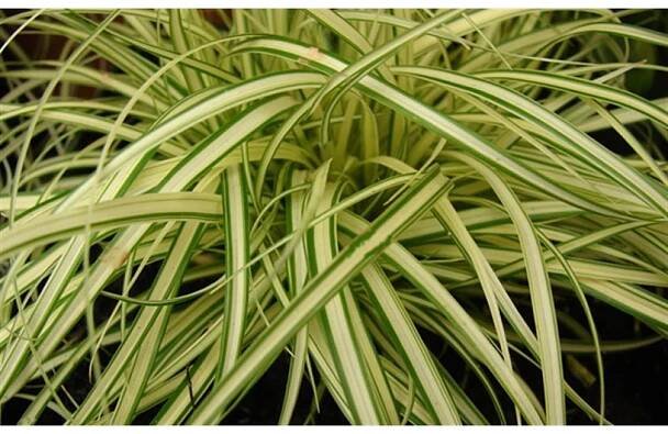 Carex morrowii 'Evergold'