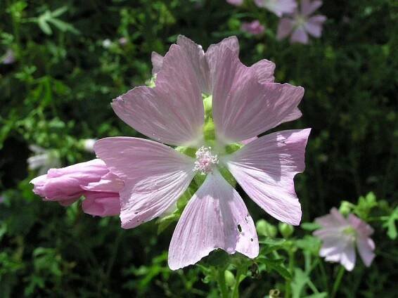 Malva alcea - sléz velkokvětý