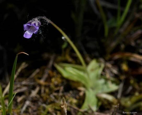 Atlas: pinguicula vulgaris 1