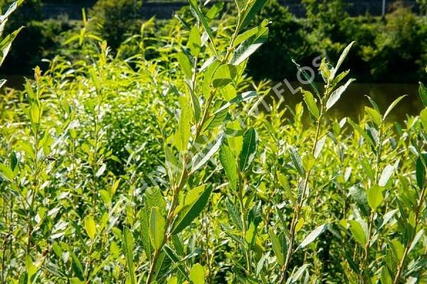 Vrba popelavá - Salix cinerea