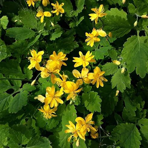 Vlaštovičník větší – Chelidonium majus – osivo vlaštovičníku