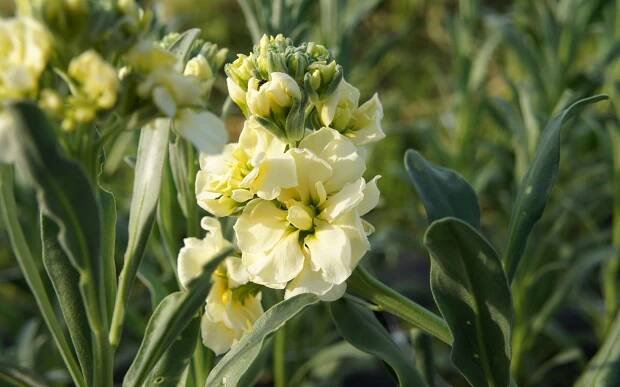Matthiola neboli gillyflower: výsadba, péče a druhy rostlin