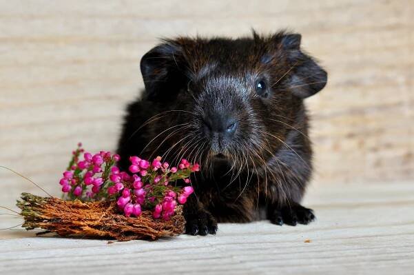 Guinea Pigs Giving Birth - Guinea Pig Center