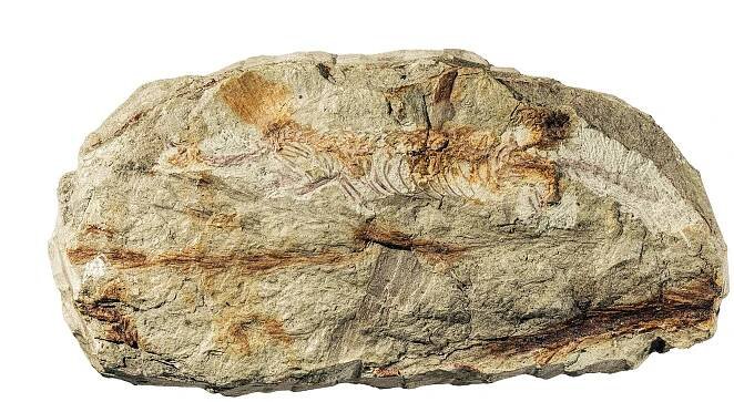 'Wonder reptile' fossil discovery rewrites evolutionary history - Earth.com