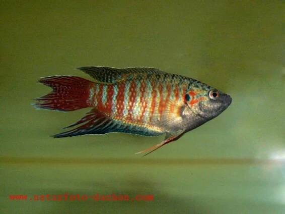 Macropodus opercularis (rájovec dlouhoploutvý) | BioLib.cz