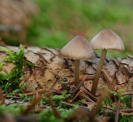 helmovka šiškomilná – Mycena strobilicola - Kladensko - foto: Martin Petrák