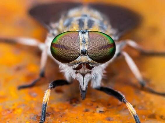 koňská moucha nebo gadfly nebo koňská moucha diptera insect macro - ovád - stock snímky, obrázky a fotky