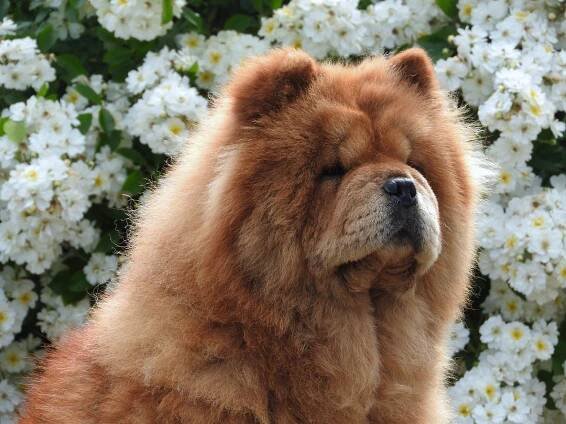 Broken Hill's Heart chow-chow tenyészet