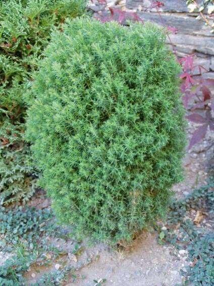 Thuja occientalis  Teddy - Zerav západní  