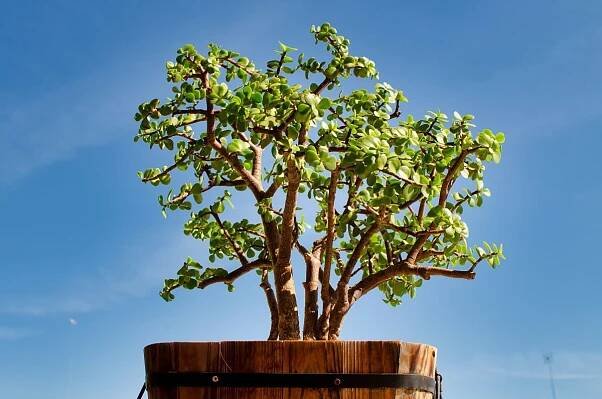 Portulakarie africká (Zdroj: Shutterstock)