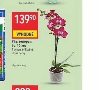 Globus Orchidea - phalaenopsis nabídka