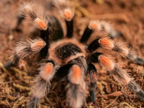 Brachypelma hamorii — The Tarantula Collective