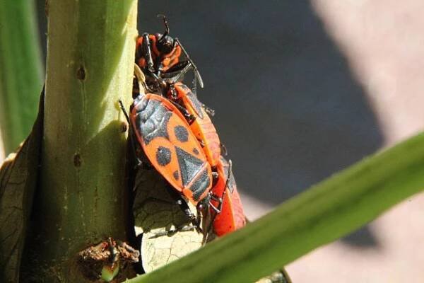Ruměnice pospolná (Pyrrhocoris apterus), dospělci s nymfami