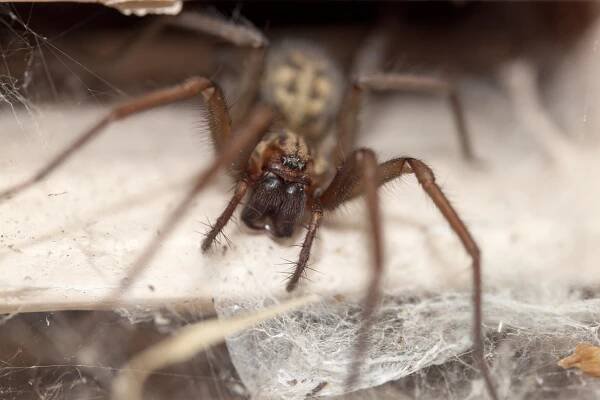 La araña doméstica es uno de los arácnidos caseros más grandes que existen