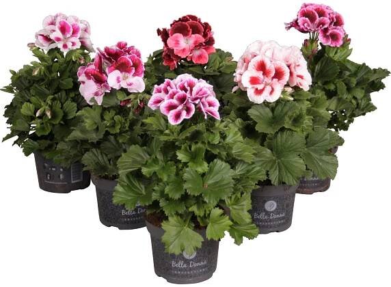 OBI Pelargonie "Bella Donna Bicolor" různé provedení průměr cca 12 cm