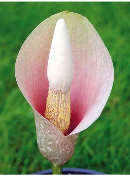 Amorphophallus bulbifer - zmijovec cibulonosný