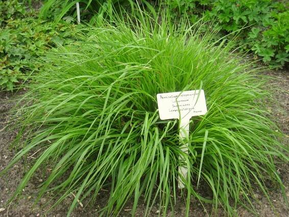 Cenchrus alopecuroides