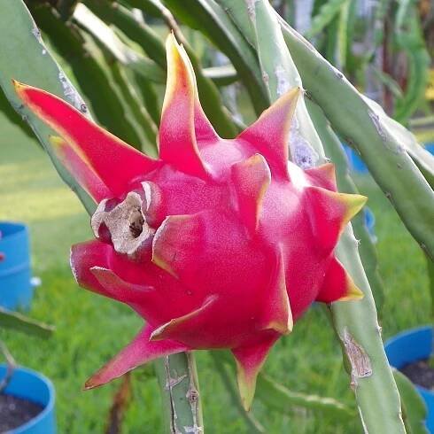Dragon Fruit variety Delight fruit