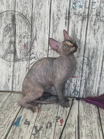 Sphynx1 – sphynxsale.com