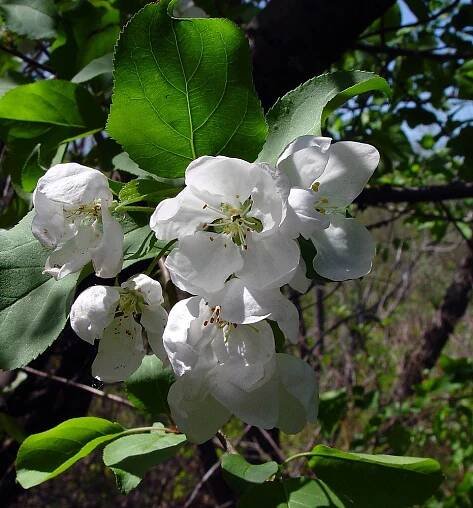 Malus pumila (cultivated apple): Go Botany