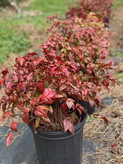 Firepower Nandina - The Growing Guys Nursery