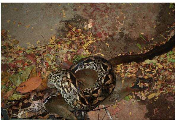 Figure 2. Adult Acrantophis madagascariensis predating an adult brown lemur (Eulemur fulvus) at Anjajavy |’ Hotel. Photo: C de Foucault. 