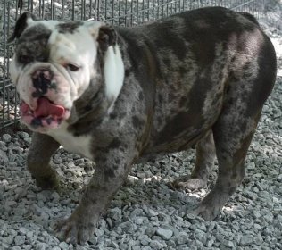 English Bulldog Males & Females for Sale in Oklahoma | S & J English Bulldogs